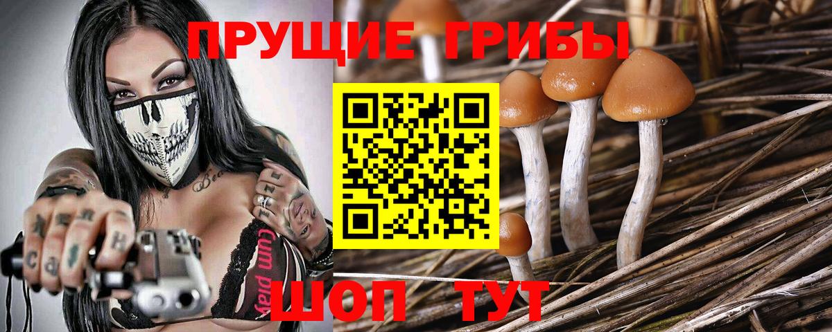 Пугачёв  Псилоцибиновые грибы Psilocybine cubensis  продажа наркотиков  Вход с VPN 