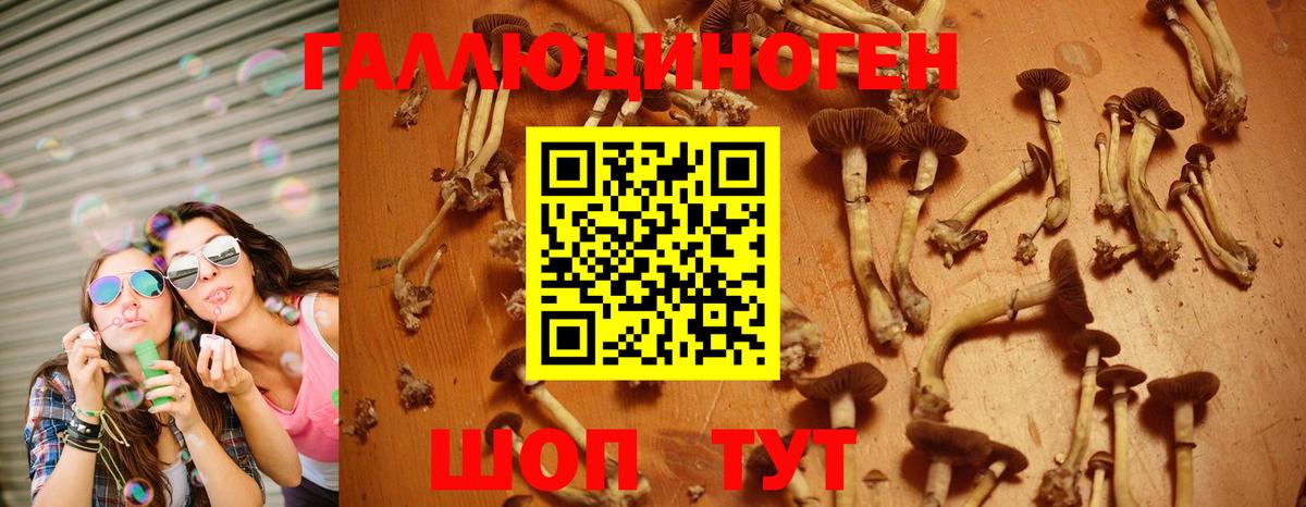 Псилоцибиновые грибы GOLDEN TEACHER Пугачёв